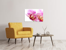 Laden Sie das Bild in den Galerie-Viewer, Leinwandbild Prächtige Phalaenopsis
