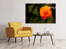 Laden Sie das Bild in den Galerie-Viewer, Leinwandbild Die Blüte der Rose