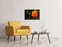 Laden Sie das Bild in den Galerie-Viewer, Leinwandbild Die Blüte der Rose