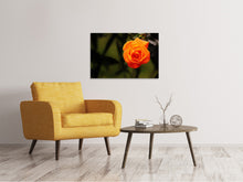 Laden Sie das Bild in den Galerie-Viewer, Leinwandbild Die Blüte der Rose