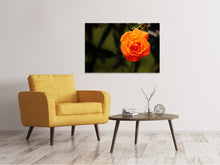 Laden Sie das Bild in den Galerie-Viewer, Leinwandbild Die Blüte der Rose
