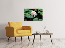 Laden Sie das Bild in den Galerie-Viewer, Leinwandbild Die stolze Seerose
