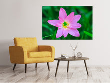 Laden Sie das Bild in den Galerie-Viewer, Leinwandbild Close up rosa Blüte