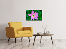 Laden Sie das Bild in den Galerie-Viewer, Leinwandbild Close up rosa Blüte