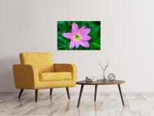 Laden Sie das Bild in den Galerie-Viewer, Leinwandbild Close up rosa Blüte
