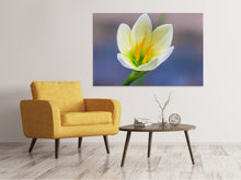 Laden Sie das Bild in den Galerie-Viewer, Leinwandbild Close up gelbe Blüte