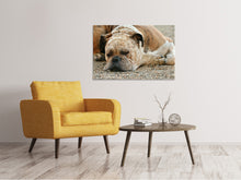 Laden Sie das Bild in den Galerie-Viewer, Leinwandbild Müder Boxer