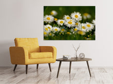 Laden Sie das Bild in den Galerie-Viewer, Leinwandbild Gänseblümchen XL