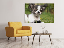 Laden Sie das Bild in den Galerie-Viewer, Leinwandbild Chihuahua zum Verlieben