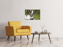 Laden Sie das Bild in den Galerie-Viewer, Leinwandbild Chihuahua zum Verlieben