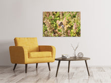 Laden Sie das Bild in den Galerie-Viewer, Leinwandbild Der Bläuling