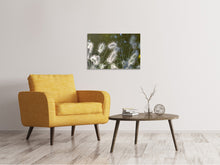 Laden Sie das Bild in den Galerie-Viewer, Leinwandbild Ziergräser in XL