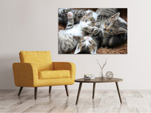 Laden Sie das Bild in den Galerie-Viewer, Leinwandbild Viele Katzenbabys