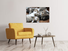 Laden Sie das Bild in den Galerie-Viewer, Leinwandbild Viele Katzenbabys