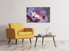 Laden Sie das Bild in den Galerie-Viewer, Leinwandbild Close up Kirschblüte