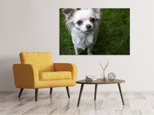 Laden Sie das Bild in den Galerie-Viewer, Leinwandbild Chihuahua Blick