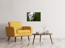 Laden Sie das Bild in den Galerie-Viewer, Leinwandbild Chihuahua Blick