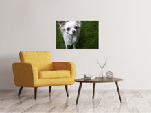 Laden Sie das Bild in den Galerie-Viewer, Leinwandbild Chihuahua Blick