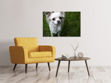 Laden Sie das Bild in den Galerie-Viewer, Leinwandbild Chihuahua Blick