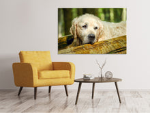 Laden Sie das Bild in den Galerie-Viewer, Leinwandbild Golden Retriever in der Natur