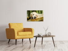 Laden Sie das Bild in den Galerie-Viewer, Leinwandbild Golden Retriever in der Natur