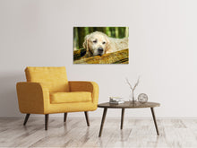 Laden Sie das Bild in den Galerie-Viewer, Leinwandbild Golden Retriever in der Natur