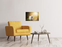 Laden Sie das Bild in den Galerie-Viewer, Leinwandbild Der Havaneser