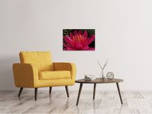 Laden Sie das Bild in den Galerie-Viewer, Leinwandbild Wundervolle Seerose