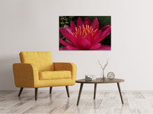 Laden Sie das Bild in den Galerie-Viewer, Leinwandbild Wundervolle Seerose