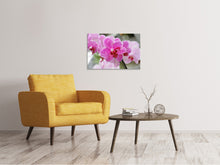 Laden Sie das Bild in den Galerie-Viewer, Leinwandbild Lila Orchideen in der Blüte