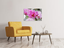 Laden Sie das Bild in den Galerie-Viewer, Leinwandbild Lila Orchideen in der Blüte