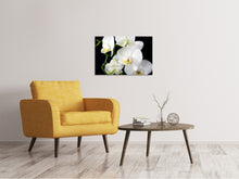 Laden Sie das Bild in den Galerie-Viewer, Leinwandbild Orchidee Close up