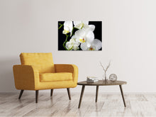Laden Sie das Bild in den Galerie-Viewer, Leinwandbild Orchidee Close up