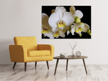 Laden Sie das Bild in den Galerie-Viewer, Leinwandbild Weisse Orchideen in der Blüte