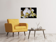 Laden Sie das Bild in den Galerie-Viewer, Leinwandbild Weisse Orchideen in der Blüte