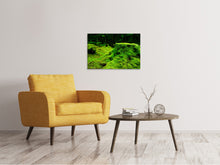 Laden Sie das Bild in den Galerie-Viewer, Leinwandbild Moos im Wald