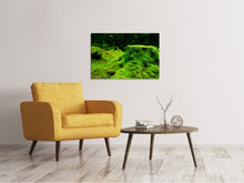 Laden Sie das Bild in den Galerie-Viewer, Leinwandbild Moos im Wald