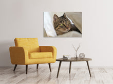 Laden Sie das Bild in den Galerie-Viewer, Leinwandbild Lieblings Katze