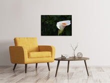 Laden Sie das Bild in den Galerie-Viewer, Leinwandbild XL Calla in weiss