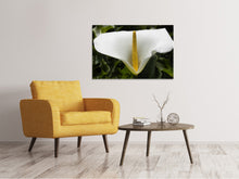 Laden Sie das Bild in den Galerie-Viewer, Leinwandbild Makro Calla in weiss