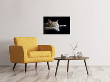Laden Sie das Bild in den Galerie-Viewer, Leinwandbild Faule Katze