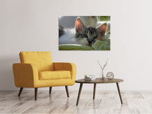 Laden Sie das Bild in den Galerie-Viewer, Leinwandbild Verliebt in Kitten