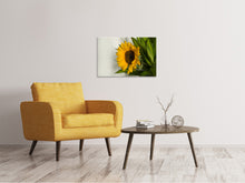 Laden Sie das Bild in den Galerie-Viewer, Leinwandbild Schöne Sonnenblume
