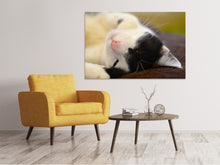 Laden Sie das Bild in den Galerie-Viewer, Leinwandbild Kuschelige Katze
