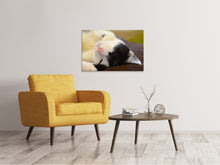 Laden Sie das Bild in den Galerie-Viewer, Leinwandbild Kuschelige Katze