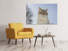 Laden Sie das Bild in den Galerie-Viewer, Leinwandbild Entspannte Katze in der Natur