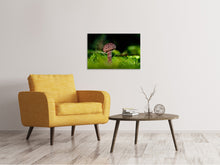 Laden Sie das Bild in den Galerie-Viewer, Leinwandbild Strobilomyces Strobilaceus