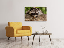 Laden Sie das Bild in den Galerie-Viewer, Leinwandbild Der süsse Waschbär