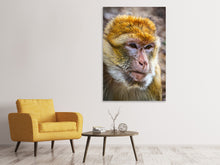Laden Sie das Bild in den Galerie-Viewer, Leinwandbild Der Berberaffe