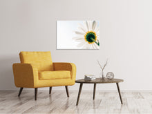 Laden Sie das Bild in den Galerie-Viewer, Leinwandbild Ein Gänseblümchen